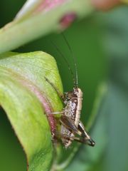Pholidoptera griseoaptera